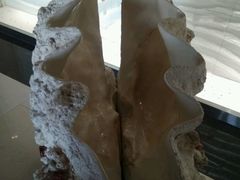 -青岛贝壳博物馆