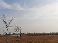 -盐城丹顶鹤湿地生态旅游区
