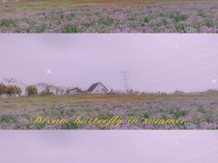 -紫颐香薰山谷景区