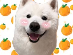 -有宠宠物(YOUCOIN·未来店)