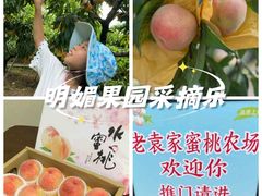 -老袁家蜜桃农场·阳山水蜜桃