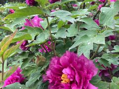 -龙华素斋(龙华路店)