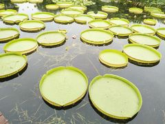 -荷塘月色湿地公园·向阳花洲