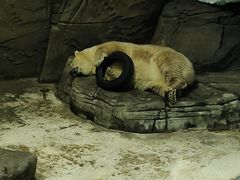 -海合安武汉极地海洋公园