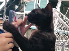 -喵屿·大理花园猫咖