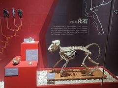 -国家自然博物馆