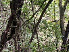 -怀托摩萤火虫洞