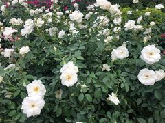 -人民公园(罗湖区)