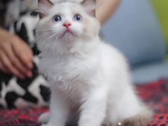 -Bastet sally猫舍购宠(静安店)