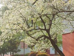 -四川大学(望江校区)