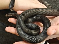 -吉丁鸟咖·异宠·寄养