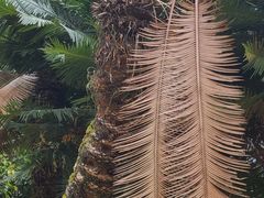 -西双版纳傣族园