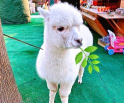 -萌宠亲子动物乐园(槐房万达店)