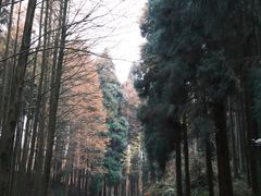 -山王坪喀斯特国家生态公园
