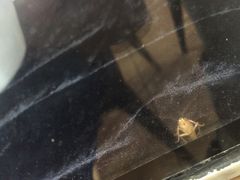 -无影脚佛山陈氏盲公丸始创店(飞鸿街店)