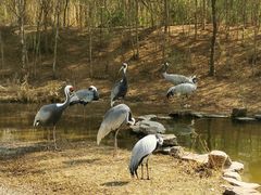 -北京野生动物园