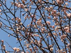 -桃花涧