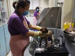 -北京观赏动物医院·24小时大型综合·猫专科·异宠专科