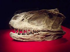 -自贡恐龙博物馆