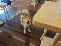 -豆柴町-柴犬主题狗咖(红鼎国际C座店)