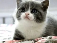 iphone_upload_pic-Bastet sally猫舍购宠(静安店)