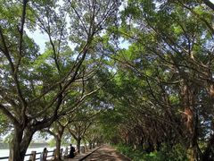 -大湾区中央湿地公园