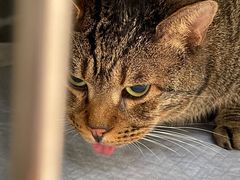 -爱侣宠医·鹦鹉专科·小型哺乳类·异宠专科(灵石路店)