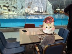 -帝企鹅自助餐厅•儿童岛•真企鹅(长隆企鹅酒店)