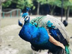 -东平国家森林公园