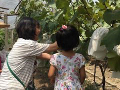 -马陆小张葡萄园农家乐