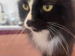 -有猫主题·治愈系猫咖(曾厝垵店)