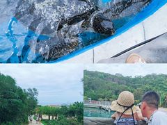 -广东惠东海龟国家级自然保护区
