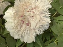 -洛阳市隋唐城遗址植物园