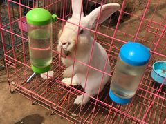 -前小桔亲子创意农场·草莓采摘·露营烧烤