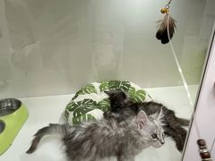 -青奢宠物·青奢猫舍