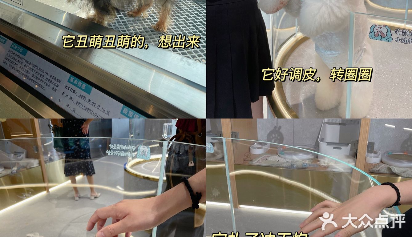 周末还不知道去哪里❓长沙这个超壕的宠物乐园