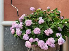 -东湖177艺术餐厅 · 东坡院子