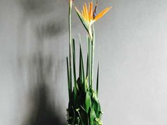-荷兰布尔玛国际花艺学院