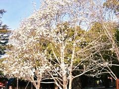 -北京市劳动人民文化宫(太庙)