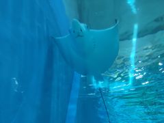 -北戴河圣蓝海洋公园