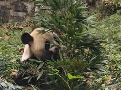 -都江堰中华大熊猫苑