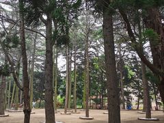 -八大关景区