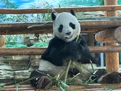 -西霞口神雕山野生动物世界