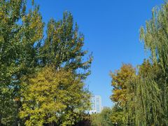 -大兴滨河森林公园