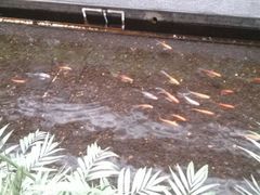 中庭的鱼池-嘉瑞酒店有限公司