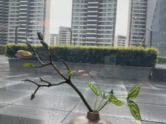 -凤凰湘语(浦东旗舰店)