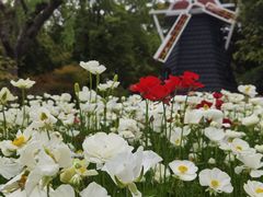 -上海鲜花港