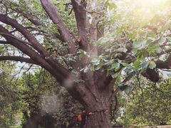 -墨尔本皇家植物园