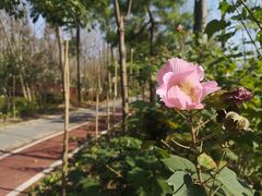 -合肥滨湖国家森林公园