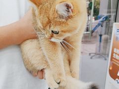 -四月宠物医院·猫专科·心脏专科·内科(转塘店)